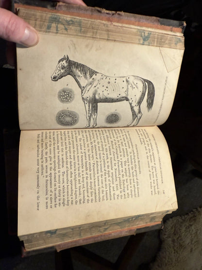 c1870 Our Domestic Animals in Health and Disease (2 Vols) Antique Veterinary