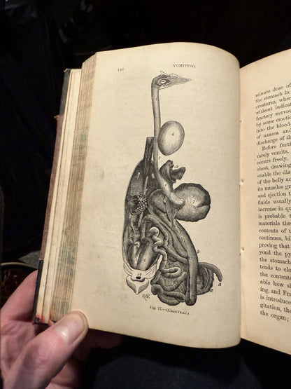 c1870 Our Domestic Animals in Health and Disease (2 Vols) Antique Veterinary