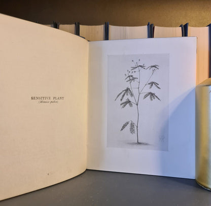 More Plants We Play With, H.R. Robertson: Hardback: 1915