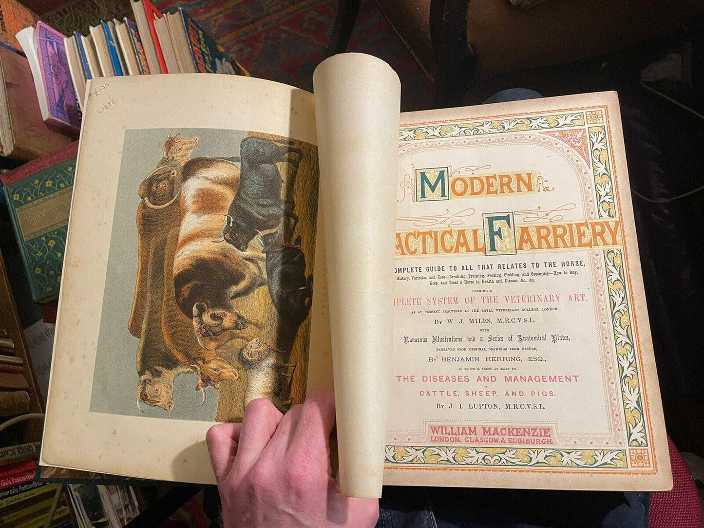 Modern Practical Farriery : Guide to the Horse : W J Miles : Colour Plates