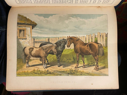 Modern Practical Farriery : Guide to the Horse : W J Miles : Colour Plates