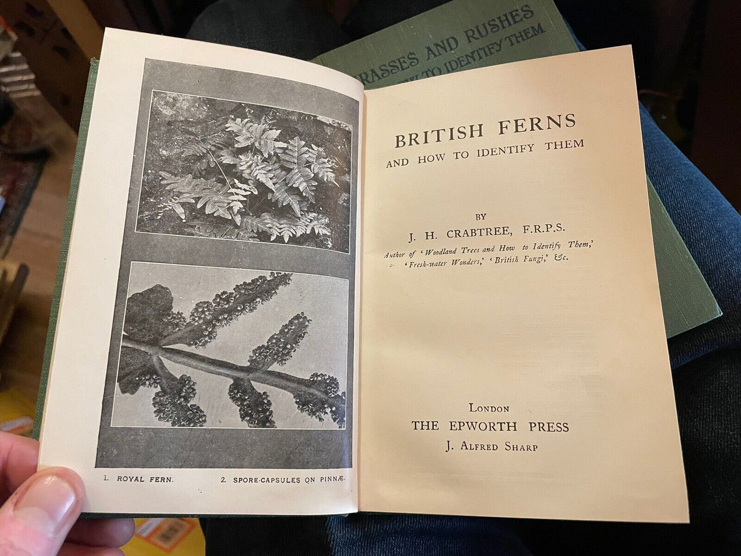 Grasses & Rushes + British Ferns : How to Identify Them : J H Crabtree : Plants