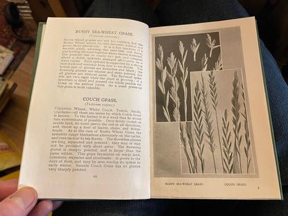 Grasses & Rushes + British Ferns : How to Identify Them : J H Crabtree : Plants