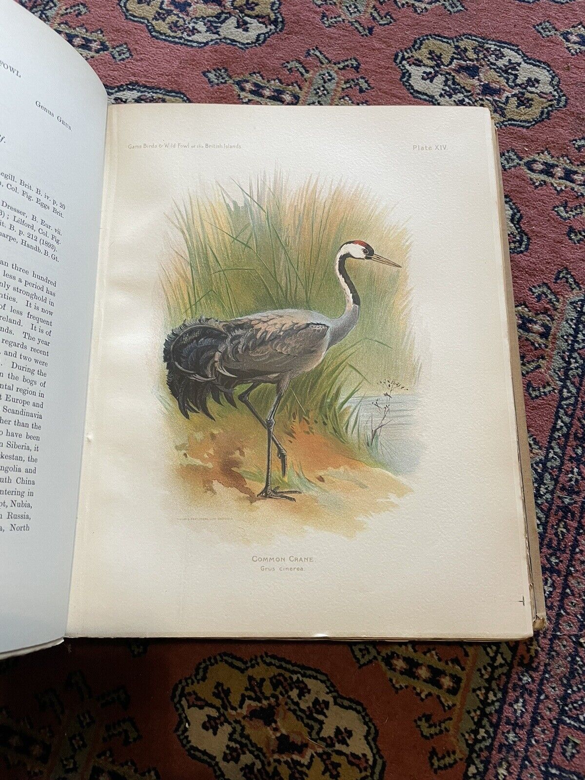1900 GAME BIRDS & WILD FOWL of the BRITISH ISLANDS : Charles Dixon COLOUR PLATES