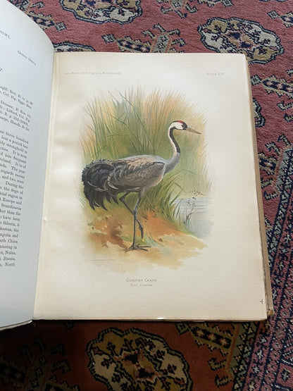 1900 GAME BIRDS & WILD FOWL of the BRITISH ISLANDS : Charles Dixon COLOUR PLATES