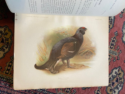 1900 GAME BIRDS & WILD FOWL of the BRITISH ISLANDS : Charles Dixon COLOUR PLATES