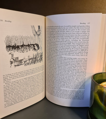 Wild Geese, M. Ogilvie: Hardback: 1st Edition: Migration: Wildfowl: Ornithology