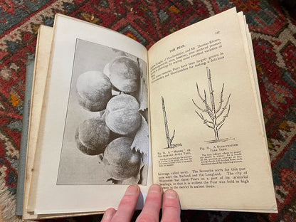 1920 Fruit and it's Cultivation : T W Sanders : Illustrated : Scarce Dust Jacket