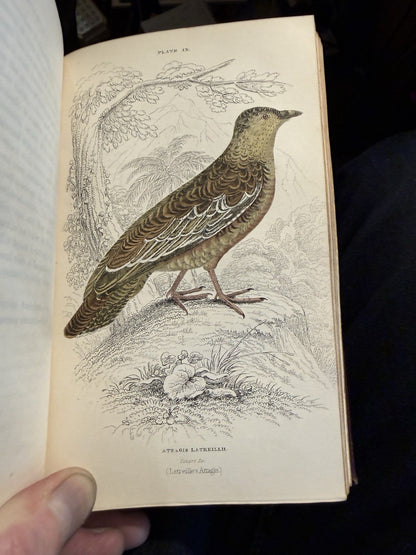 1834 Jardine Natural History of Game Birds : 30 Hand Coloured Plates : Grouse