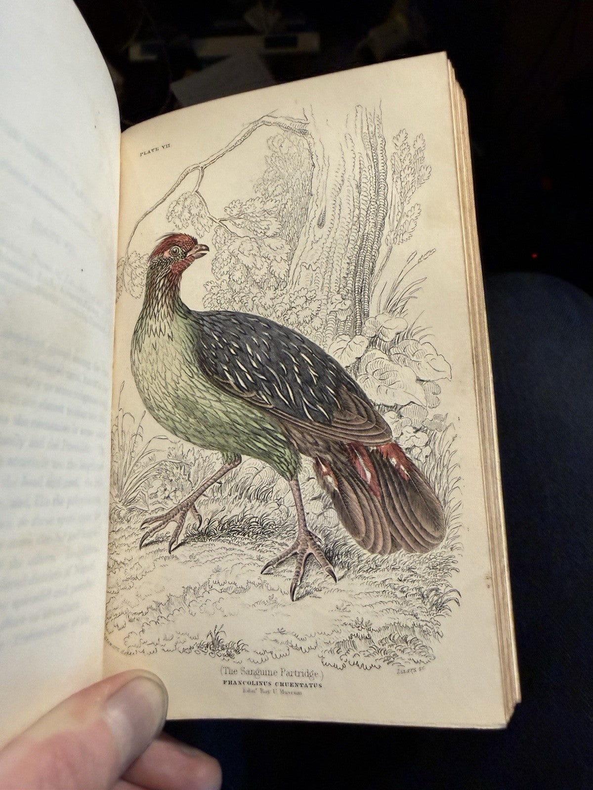 1834 Jardine Natural History of Game Birds : 30 Hand Coloured Plates : Grouse