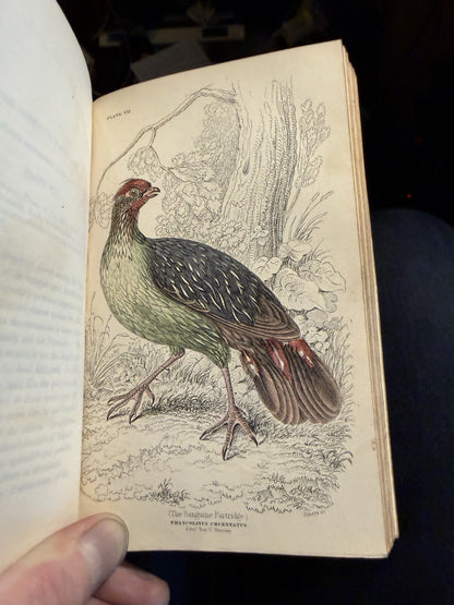 1834 Jardine Natural History of Game Birds : 30 Hand Coloured Plates : Grouse