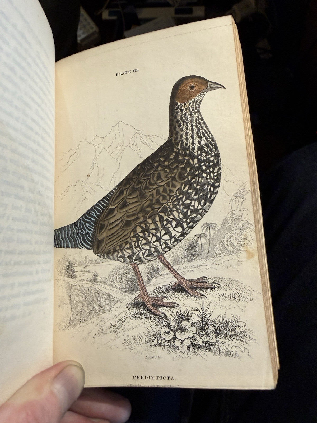 1834 Jardine Natural History of Game Birds : 30 Hand Coloured Plates : Grouse