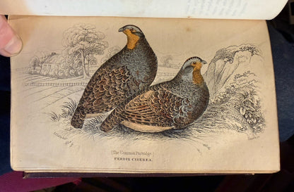 1834 Jardine Natural History of Game Birds : 30 Hand Coloured Plates : Grouse