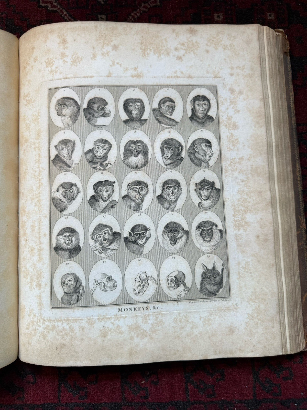 1789 Lavater's Essays on Physiognomy (3 Vols) Psuedo Science : 800+ Engravings