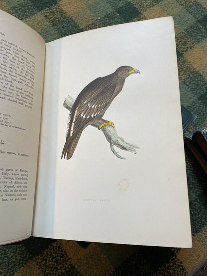 1891 Morris : History of British Birds (6 Vols) 394 Hand-Coloured Plate