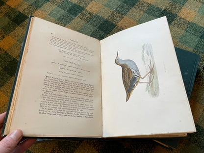1891 Morris : History of British Birds (6 Vols) 394 Hand-Coloured Plate