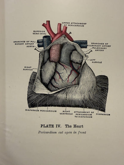 The Practical Guide to Health : Anatomy, Physiology for Nurses & Home