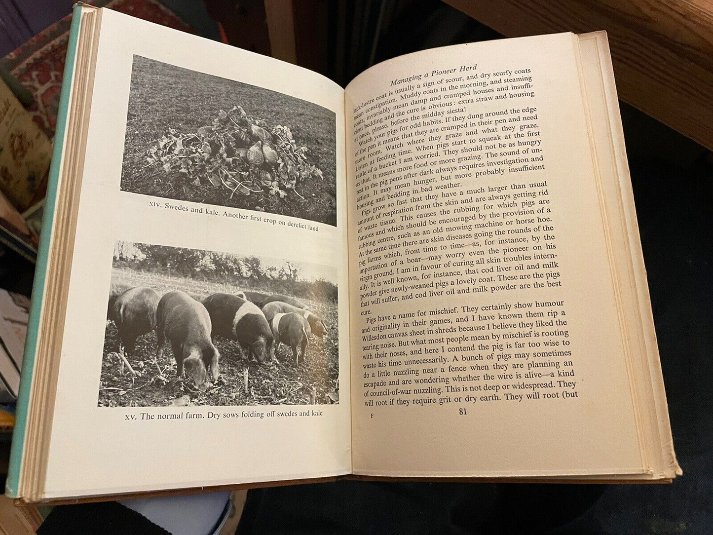 The Pioneering Pig : Norman Blake : Home Pig Farming : The Sow : Feeding 1951