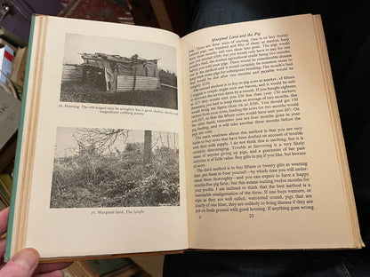 The Pioneering Pig : Norman Blake : Home Pig Farming : The Sow : Feeding 1951