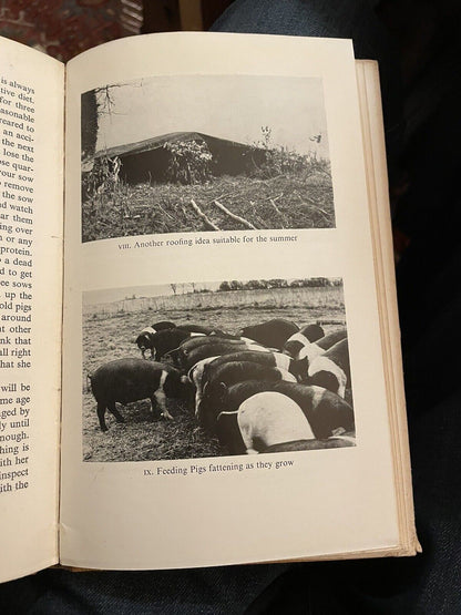 The Pioneering Pig : Norman Blake : Home Pig Farming : The Sow : Feeding 1951