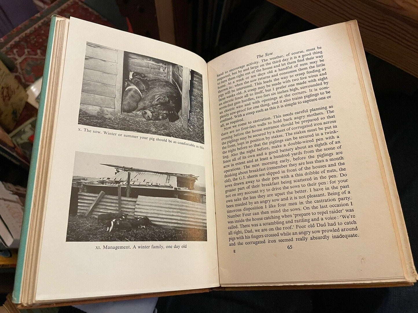 The Pioneering Pig : Norman Blake : Home Pig Farming : The Sow : Feeding 1951