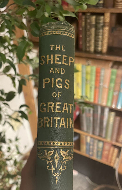 The Sheep and Pigs of Great Britain : Edited by J. Coleman : First Edition 1877