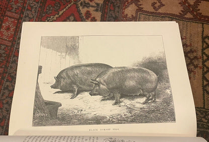 The Sheep and Pigs of Great Britain : Edited by J. Coleman : First Edition 1877