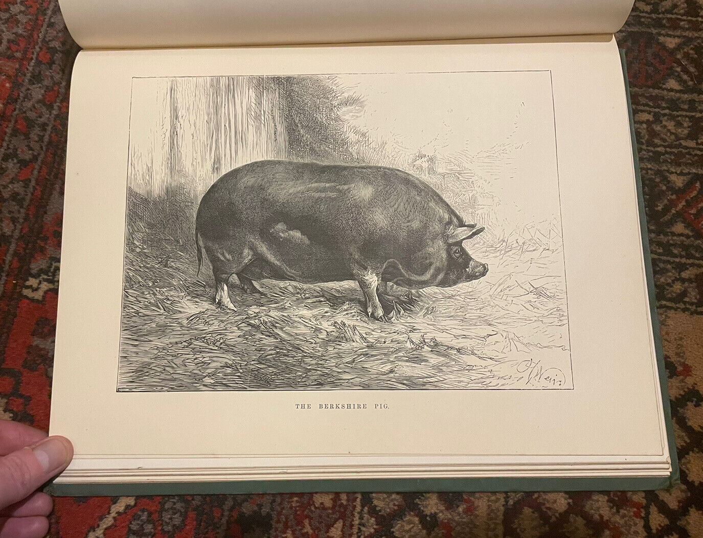 The Sheep and Pigs of Great Britain : Edited by J. Coleman : First Edition 1877