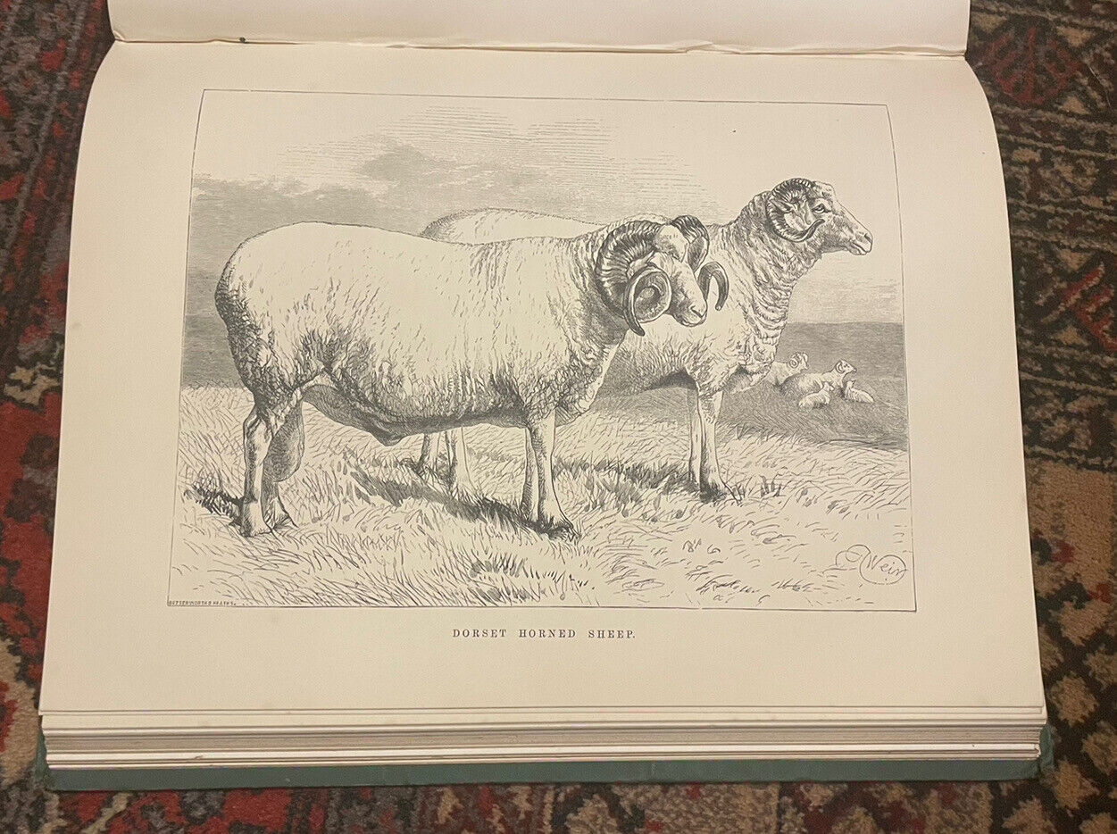 The Sheep and Pigs of Great Britain : Edited by J. Coleman : First Edition 1877