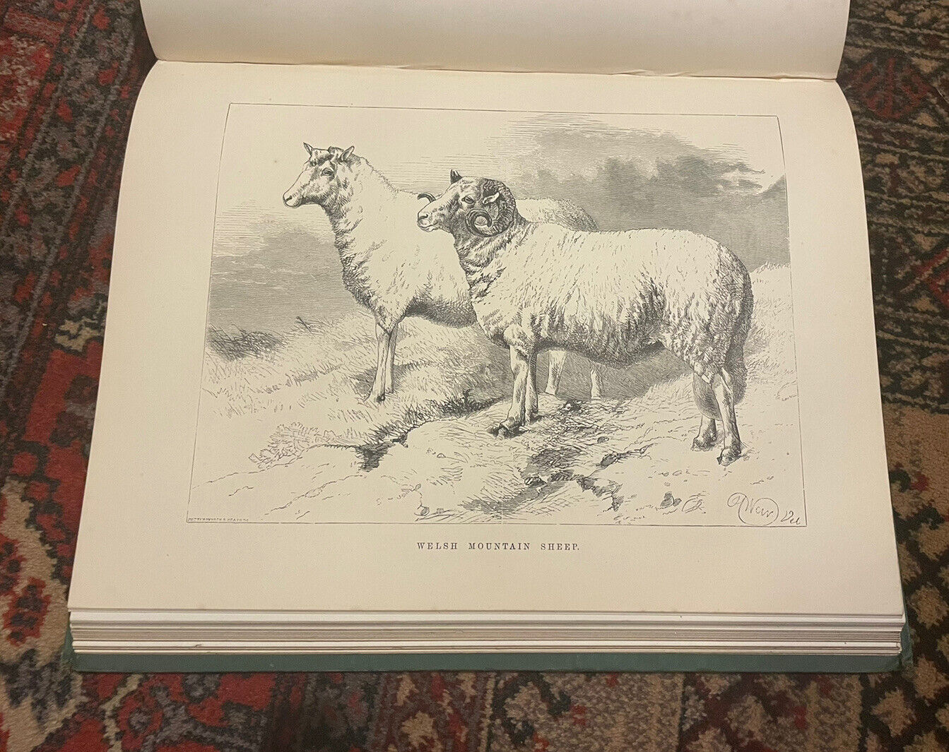 The Sheep and Pigs of Great Britain : Edited by J. Coleman : First Edition 1877