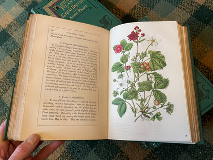 Anne Pratt : Flowering Plants Grasses Sedges & Ferns of Great Britain (6 Volumes)