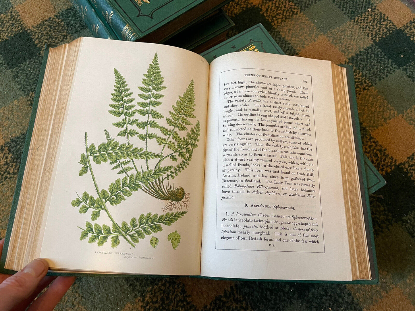 Anne Pratt : Flowering Plants Grasses Sedges & Ferns of Great Britain (6 Volumes)
