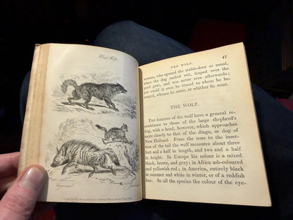 1834 Natural History of Quadrupeds : Part II : Thomas Landseer : Natural History