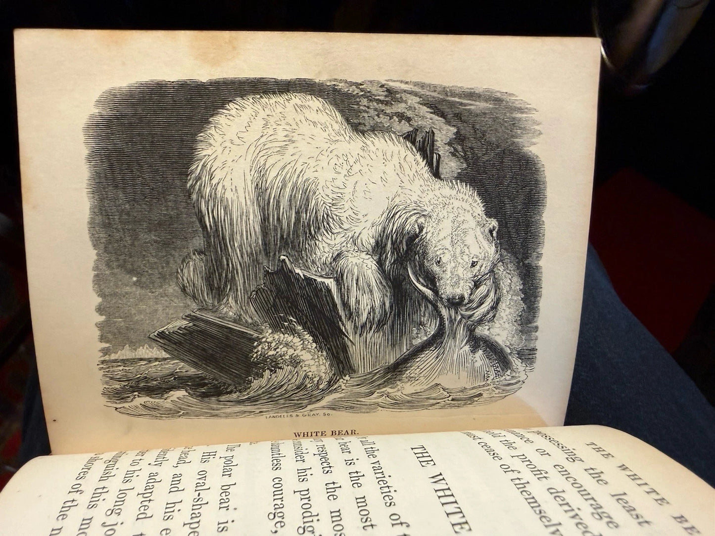 1834 Natural History of Quadrupeds : Part II : Thomas Landseer : Natural History