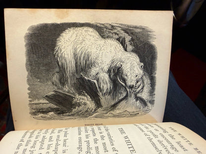 1834 Natural History of Quadrupeds : Part II : Thomas Landseer : Natural History