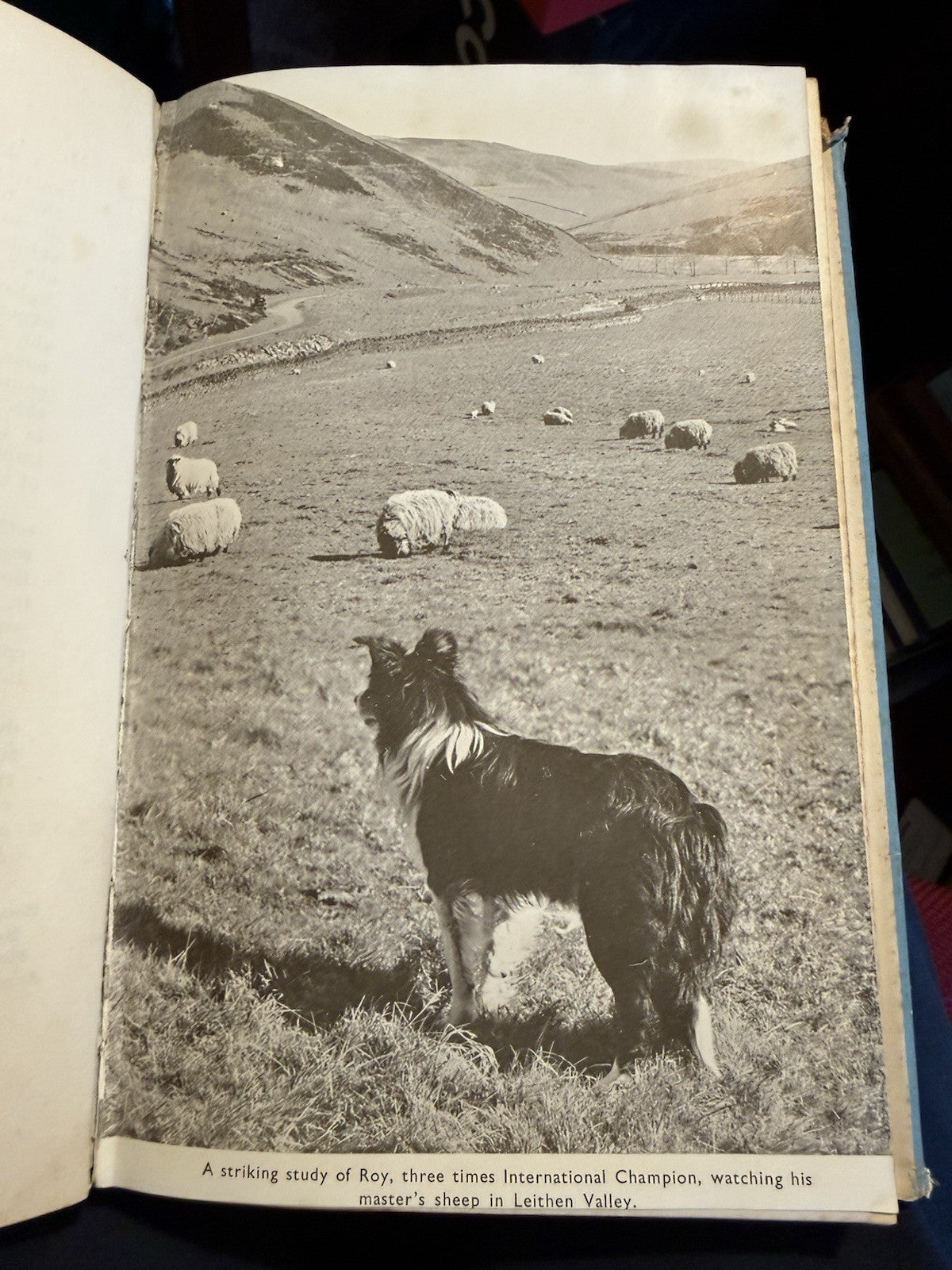 Sheep Dogs and their Masters : J Herries McCulloch : Genealogical Chart 1940