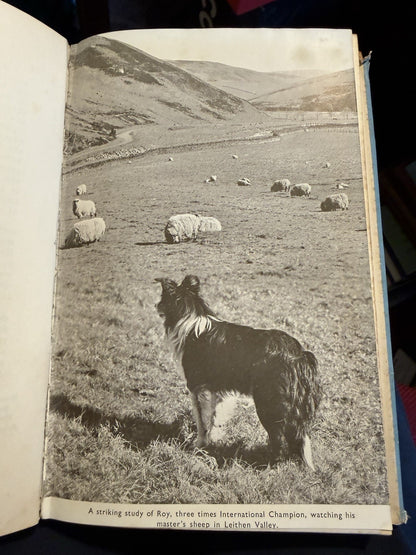 Sheep Dogs and their Masters : J Herries McCulloch : Genealogical Chart 1940