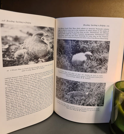 The Skuas, R. Furness, Hardback: First Edition: Bird Classification: Ornithology