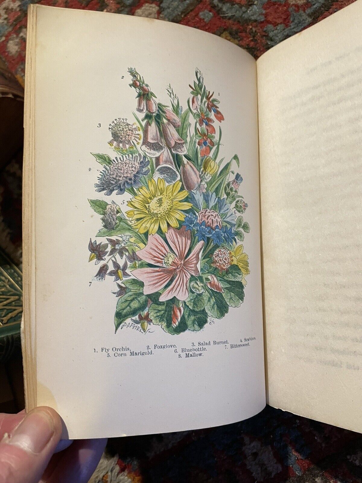 c1868 English Wild Flowers : 8 Hand-Coloured Plates : Decorative Cloth : Burgess