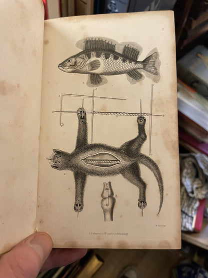Taxidermist's Manual, Or the Art of Collecting, Preparing, and Preserving Objects of Natural History. By Captain Thomas Brown 1849