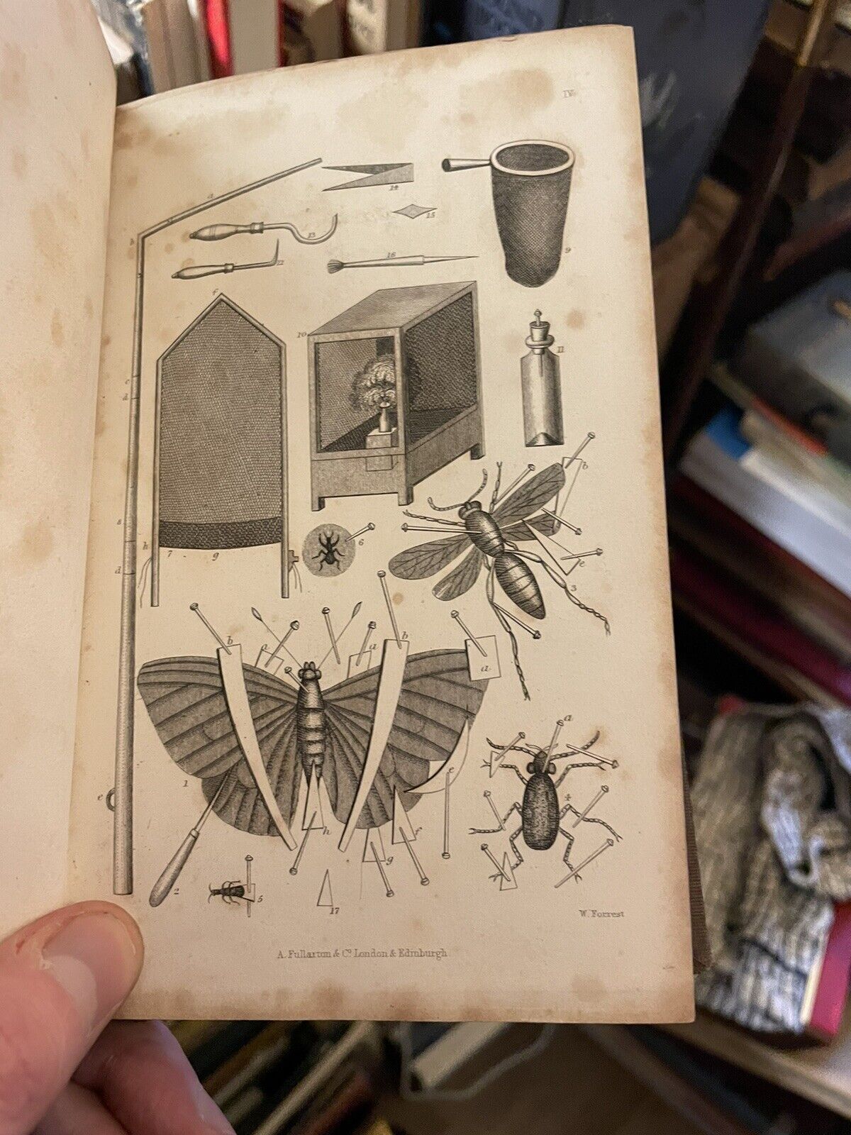 Taxidermist's Manual, Or the Art of Collecting, Preparing, and Preserving Objects of Natural History. By Captain Thomas Brown 1849