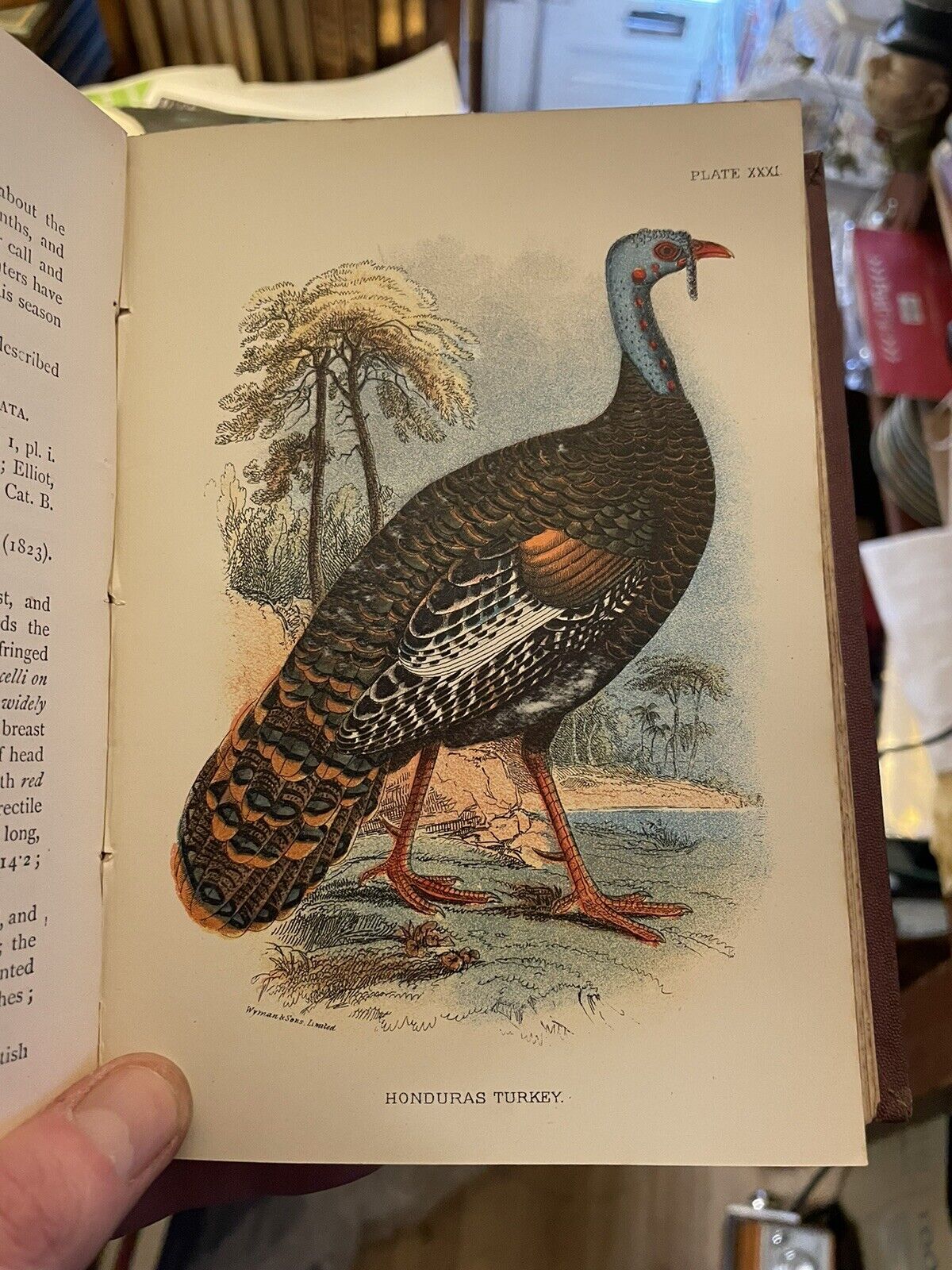 1896 Lloyd's Natural History Game-Birds (42 Chromolithographs) Ornithology
