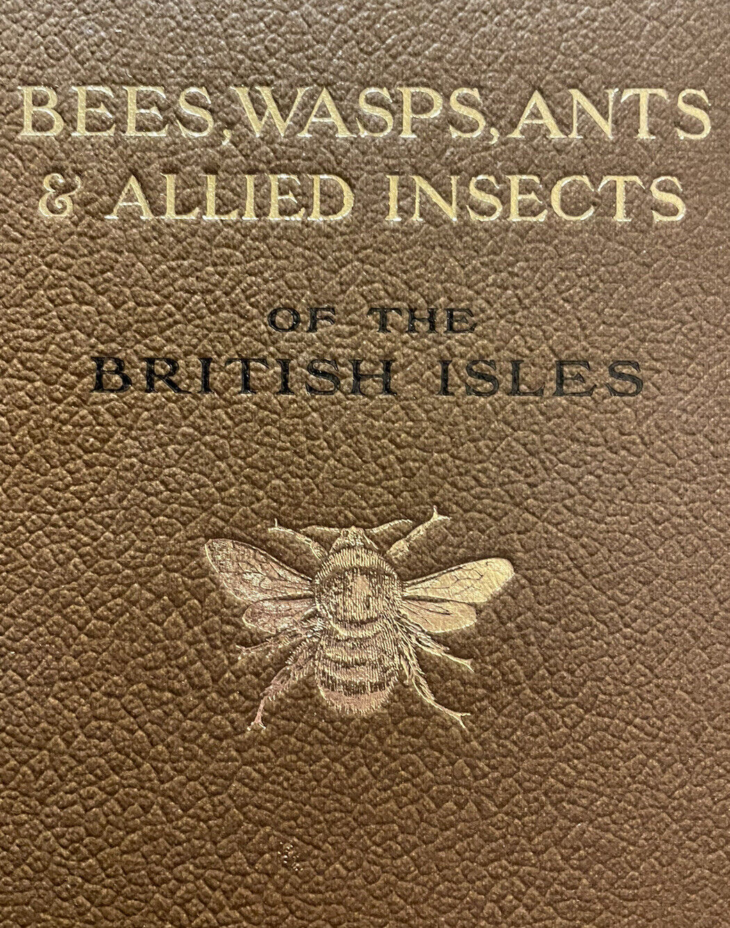 1932 Bees Wasps Ants &amp; Allied Insects : Edward Step : Wayside &amp; Woodland Series