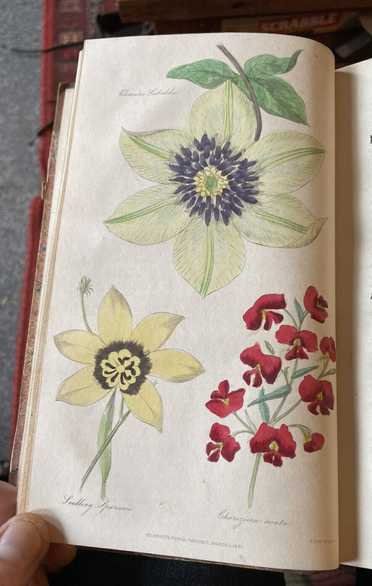 1838 Floriculture Cabinet : Harrison : Hand Coloured Plates : Flowers Flora