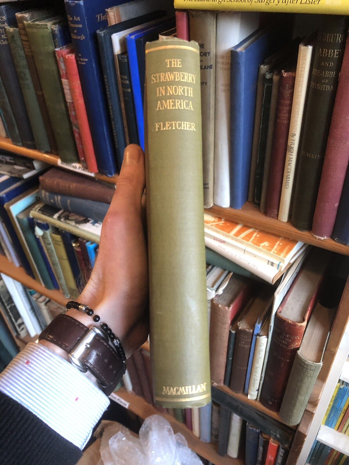 The STRAWBERRY in NORTH AMERICA - History Origin Botany and Breeding 1917