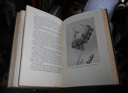 1939 The Insect Legion / Entomology / Study Insects / Natural History / Swarms