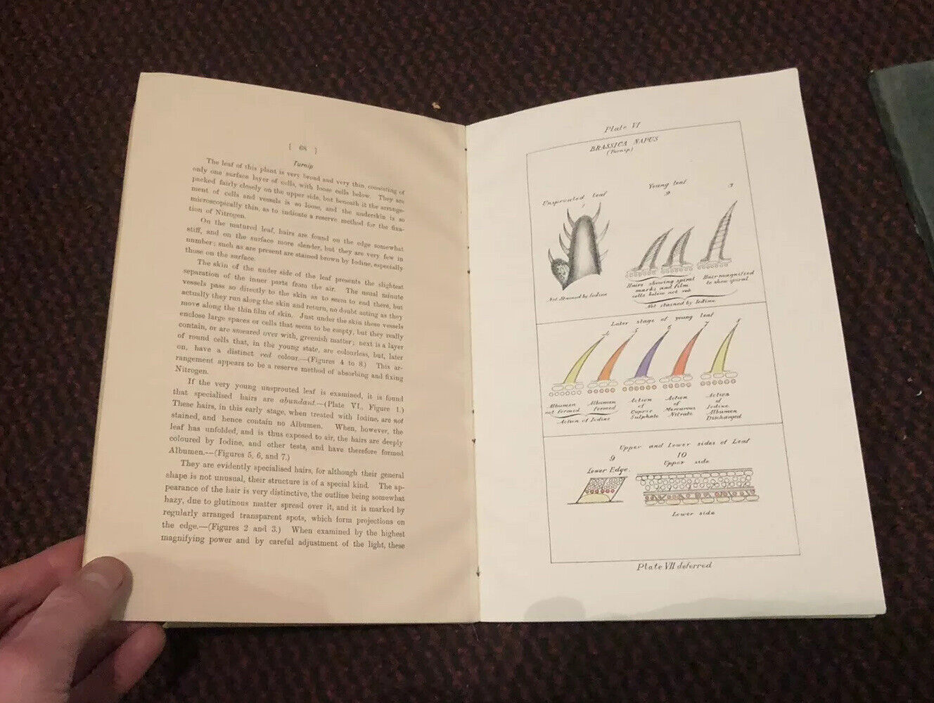 1905 Utilisation of Nitrogen in the Air by Plants (2 Vols) Agricultural Research