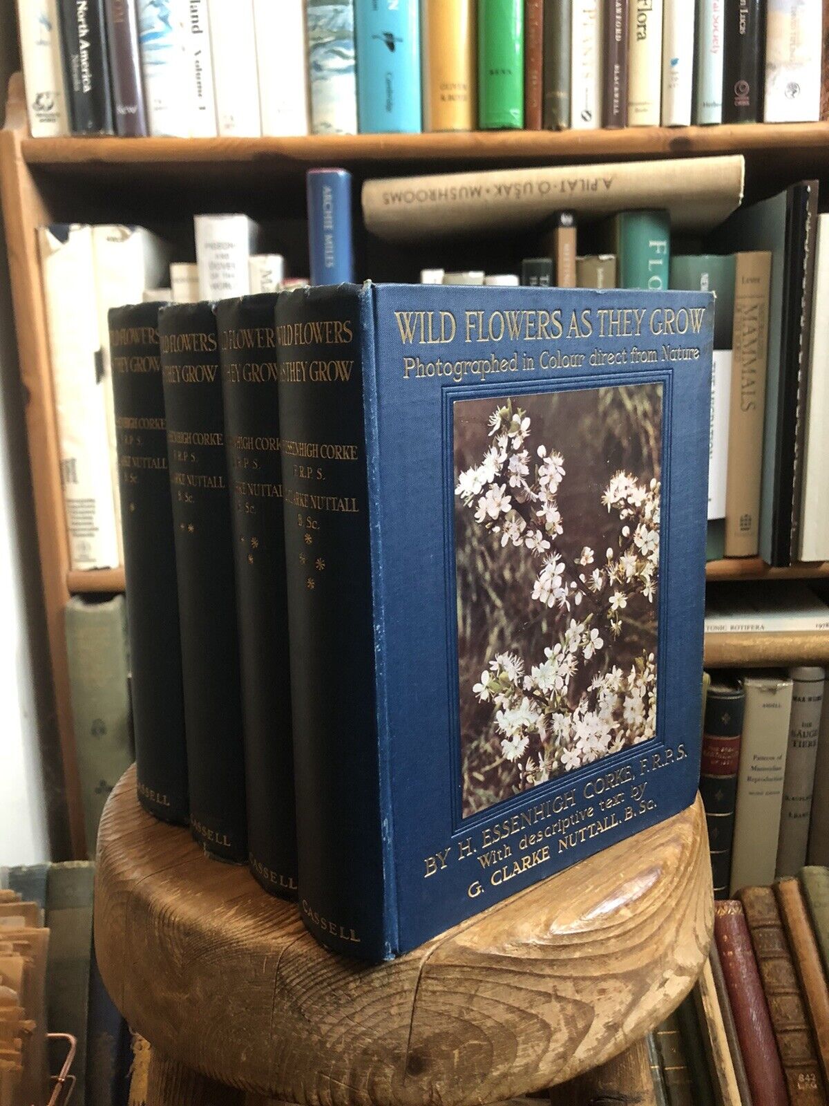 1912 Wild Flowers and How They Grow (4 Volumes) Colour Plates - Essenhigh Corke