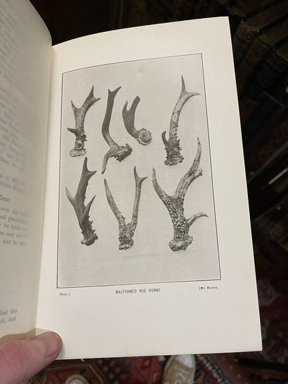 1903 VERTEBRATE FAUNA OF DEE George Sim  SCOTLAND COAST FISHES Aberdeenshire