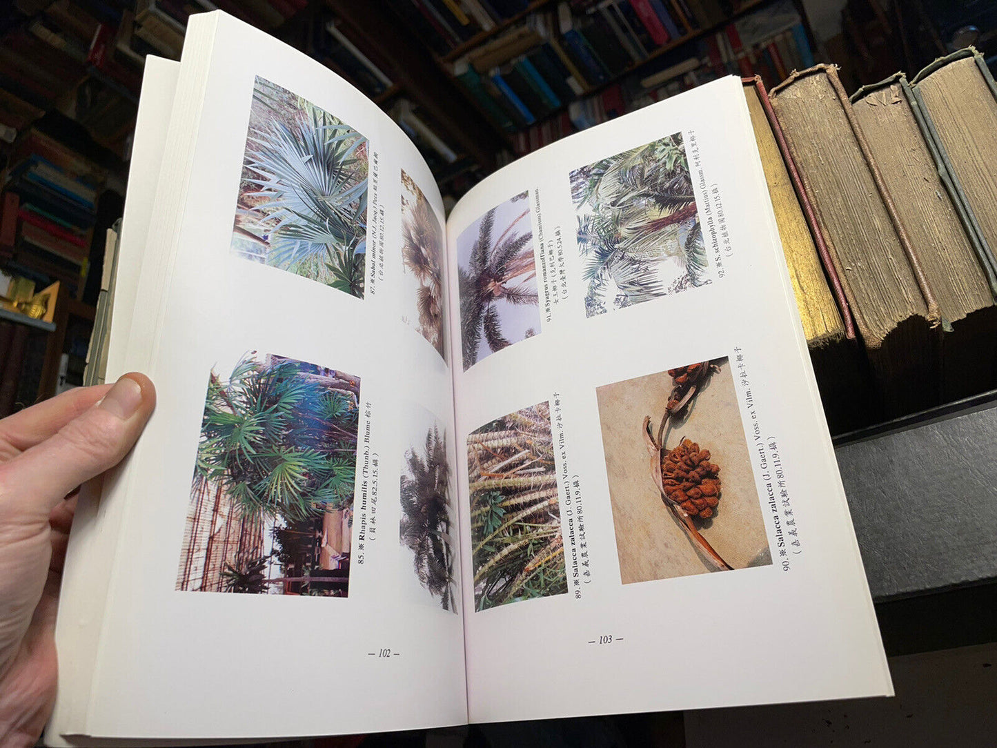 Illustrations of the Family Palmae in Taiwan : Flowering Plants Palm Trees
